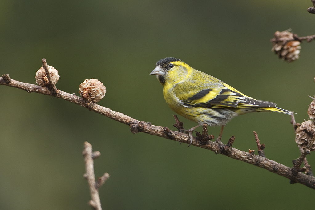 Carduelis spinus Sijs Siskin